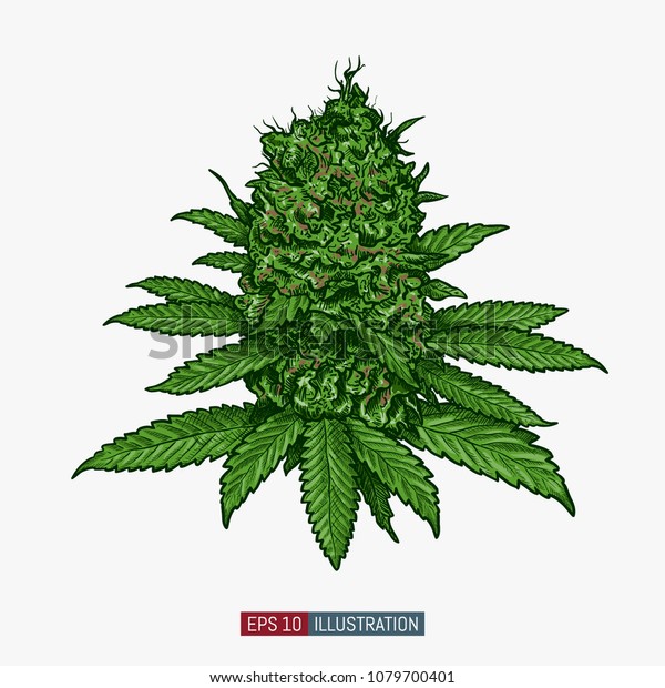 Рисованные картинки марихуаны медицинский фильм о марихуане
