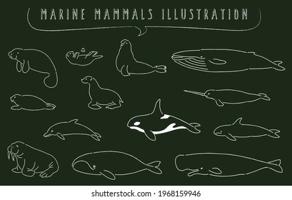 hand drawn marine mammals illustration set