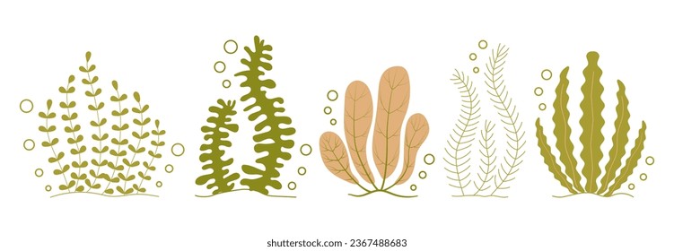 Hand drawn marine and river algae of various shapes. Marine flora. Underwater world. Set of different Seaweed, underwater plants. Vector illustration