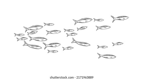 Hand drawn marine school of fish sketch style, vector illustration isolated on white background. Underwater world, engraved linear fishes for design and print