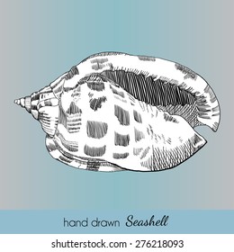Hand drawn marine seashell. Vector illustration for travel card, template, zoology, print etc.