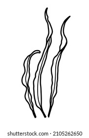 Hand drawn marine Seaweed. Vector Sketch of Kelp on isolated background in line art style. Drawing of Sea plant for icon or logo. black and white colors