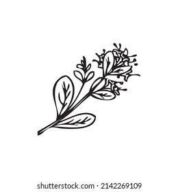 Hand drawn marjoram branch with blooming flowers, sketch vector illustration isolated on white background. Botanical element in outline, great for natural beauty products design.