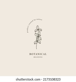 Hand drawn marjoram branch logo