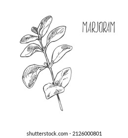 Hand drawn marjoram spice vector drawing. Dried and fresh aroma leaves. Herbal ingredient, cooking flavor. Condiment engraved illustration. Template label, packing design image