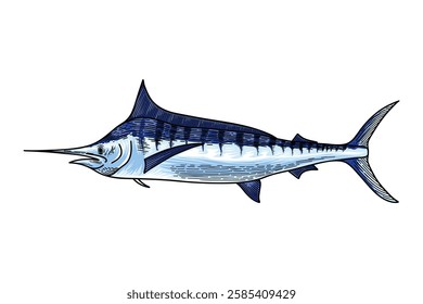 hand drawn marlin fish illustration