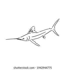 Hand Drawn Marlin fish jump marlin, vector sketch on a white background