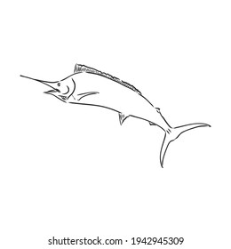 Hand Drawn Marlin fish jump marlin, vector sketch on a white background