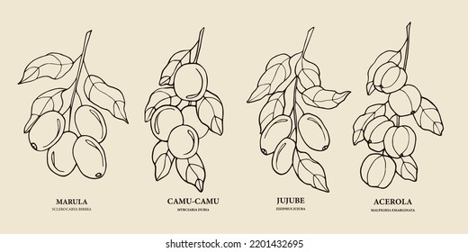 Hand drawn marula, camu-camu, jujube, acerola illustration
