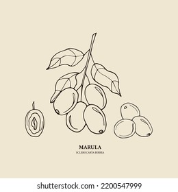 Hand drawn marula tree illustration