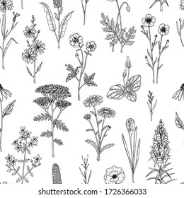 Herbs Wild Flowers Botanical Medicinal Organic Stock Vector (Royalty ...