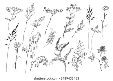 Plantas de prado dibujadas a mano y hierbas silvestres aisladas sobre fondo blanco. Dibujo a mano alzada, Ilustración vectorial monocroma.