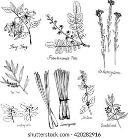 hand drawn medical and aromatic plants, herbal set, sketch vector illustration