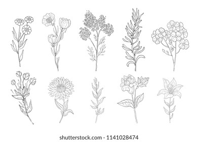 Hand drawn medical herbs, line drawing plants, floral background