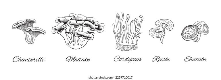 Hand drawn medical mushrooms collection. Chanterelle sketched art. Maitake and reishi doodle. Cordyceps and shiitake vector illustration.