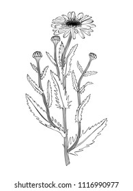 Hand drawn medical plant sketch. Vector botanical illustration of chamomile flower isolated on white.  Black and white lineart.