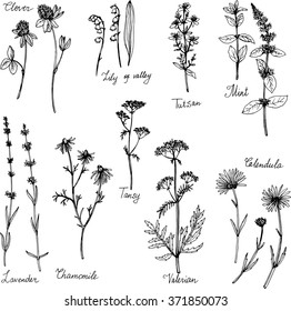 hand drawn medical plants, herbal set, sketch vector illustration