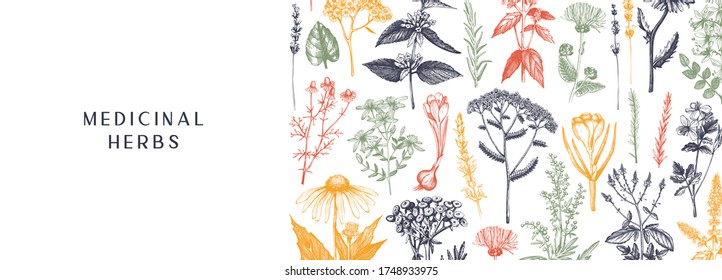 Hand drawn medicinal herbs banner design in color. Wild flower, weed and meadow sketches. Vintage summer plants template. Vector background with floral elements in engraved style. Herbs outlines