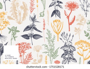 Hand drawn medicinal herbs banner design in color. Wild flowers, weeds and meadows sketches. Vintage summer plants template. Vector background with floral elements in engraved style. Herbs outlines