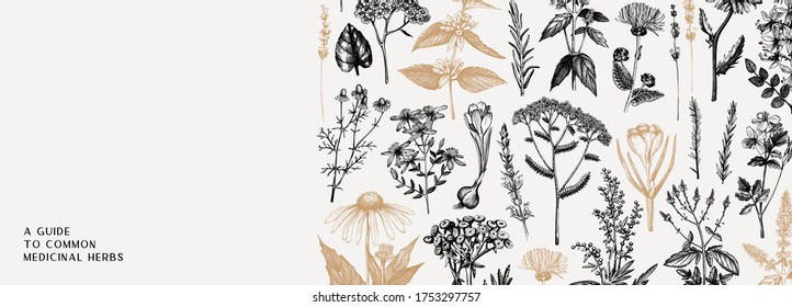 Hand drawn medicinal herbs banner design. Wild flower, weed and meadow sketches. Vintage summer plants template. Vector background with floral elements in engraved style. Vintage herbs outlines 