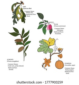 Hand drawn medicinal herbs concept .Pumpkin   illustration.NATURE ALMOND OAK Pumpkin Tree. Elements for autumn decorative design.