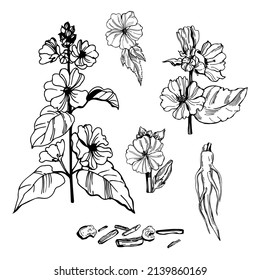 Hierbas medicinales extraídas a mano. Marshmallow officinalis (althea officinalis). Ilustración de esbozo del vector.