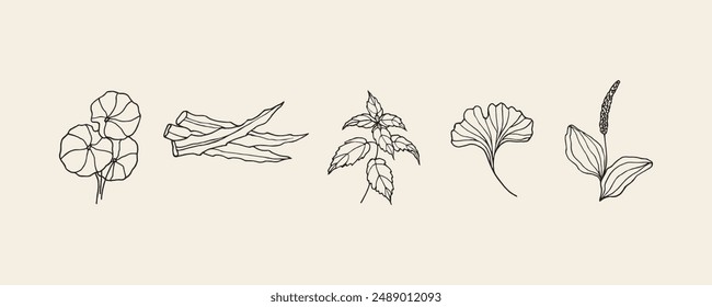 Hand drawn medicinal herbs and plants