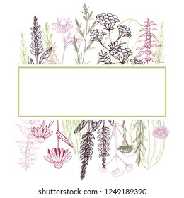 Hand drawn medicinal herbs. Vector frame