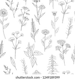 Hand drawn medicinal herbs. Vector seamless pattern