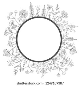 Hand drawn medicinal herbs.Vector frame