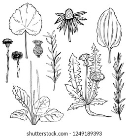 Hand drawn medicinal herbs.Vector sketch  illustration.