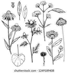 Hand drawn medicinal herbs.Vector sketch  illustration.