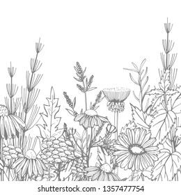 Hand drawn medicinal herbs.Vector sketch  illustration.