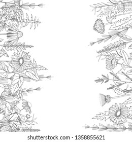 Hand drawn medicinal herbs.Vector sketch  illustration.