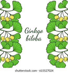 Hand drawn medicinal plant Ginkgo Biloba tree. Branches vertical border, frame. Ink drawing illustration in color.