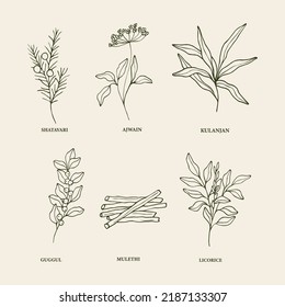 Hand drawn medicinal plants and ayurvedic herbs