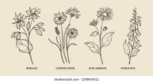 Hand drawn medicinal plants. Borage, cornflower, elecampane, foxglove illustration