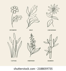 Hand drawn medicinal plants. Feverfew, kelp, chickweed, cattail, fireweed, bamboo