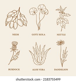 Hand drawn medicinal plants and flowers