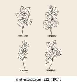 Hand drawn medicinal plants and flowers for herbal tea