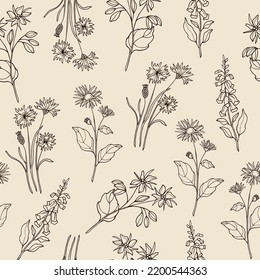 Hand drawn medicinal plants seamless pattern. Borage, cornflower, elecampane, foxglove illustration