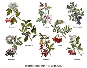 Hand drawn medicinal shrubs with berrys