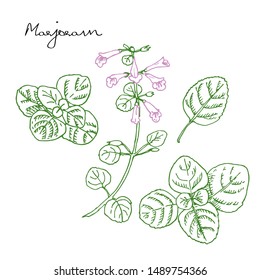 Hand drawn medicinal spicy herbs. Marjoram vector colored ink sketch illustration. Leaves, plant, flowers