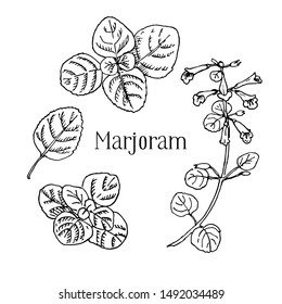 Hand drawn medicinal spicy herbs. Marjoram vector black ink sketch illustration. Leaves, plant, flowers