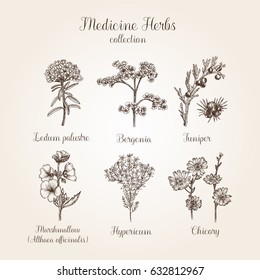Hand drawn medicine herbs