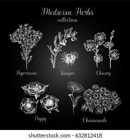 Hand drawn medicine herbs.  Freehand drawing with imitation of chalk sketch.