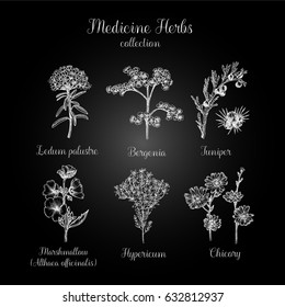 Hand drawn medicine herbs.  Freehand drawing with imitation of chalk sketch.