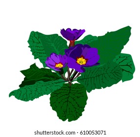 hand drawn medium purple and state blue primrose, isolated vector home flower