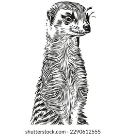 Hand drawn Meerkat on a white background, Meerkats
