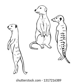 Hand drawn meerkats. Vector sketch  illustration.